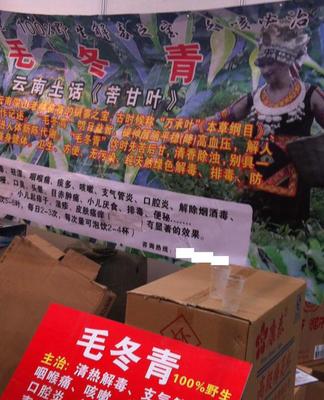 毛冬青批發與預包裝食品供應 苦甘葉、萬承葉的專業選擇